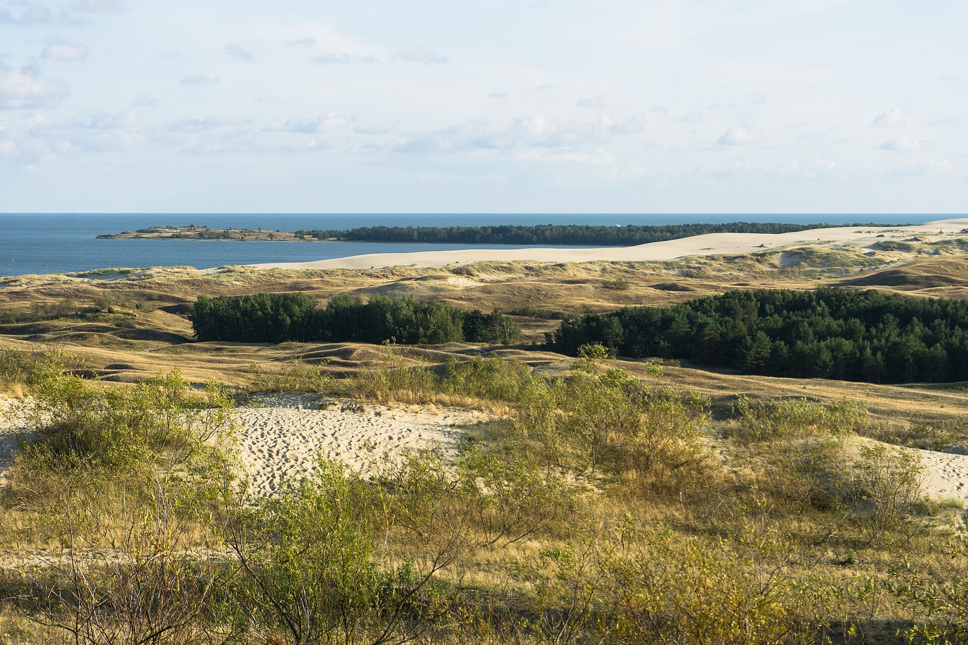 Sand dunes and pine forest on the Curonian Spit UNESCO site, Lithuania